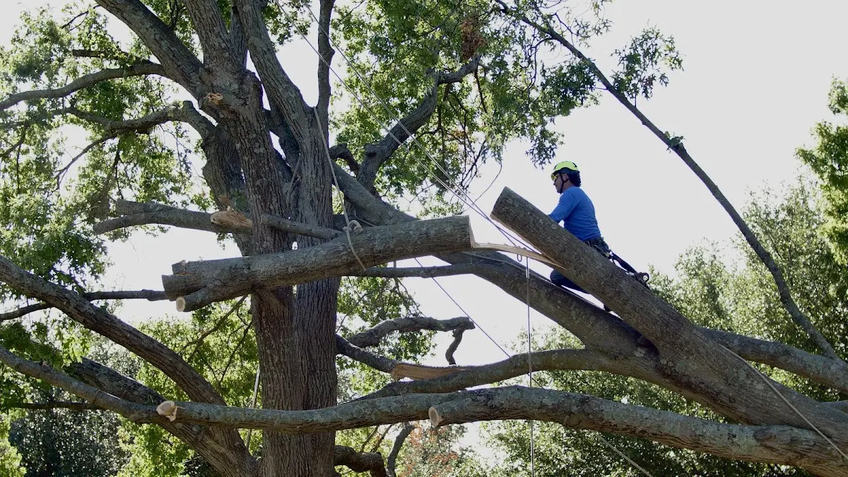Professional Crown Thinning performed by certified arborists in Lyndonville