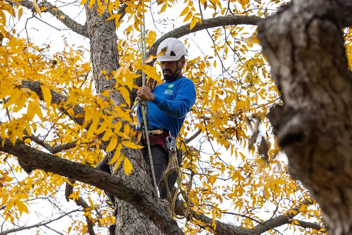 Skilled Storm Damage Cleanup crew working in Lyndonville